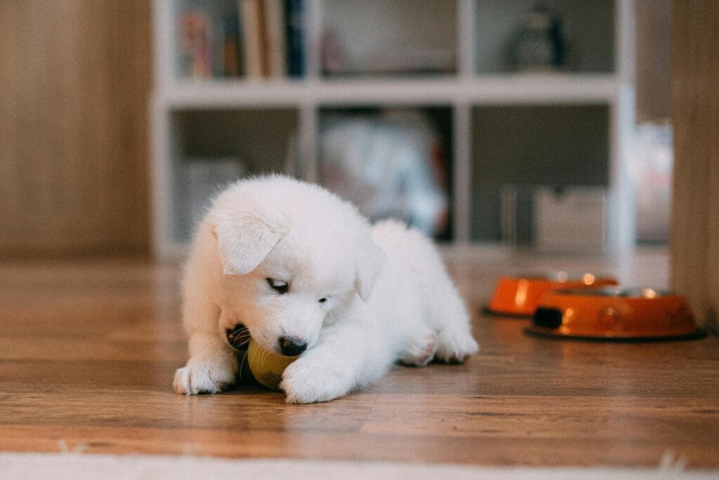 Adorable Samoyed puppy plays with a ball indoors, surrounded by cozy pet accessories.