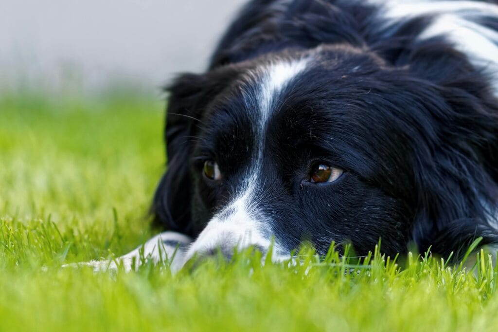 A charming Border Collie puppy lying on green grass, looking contemplative.