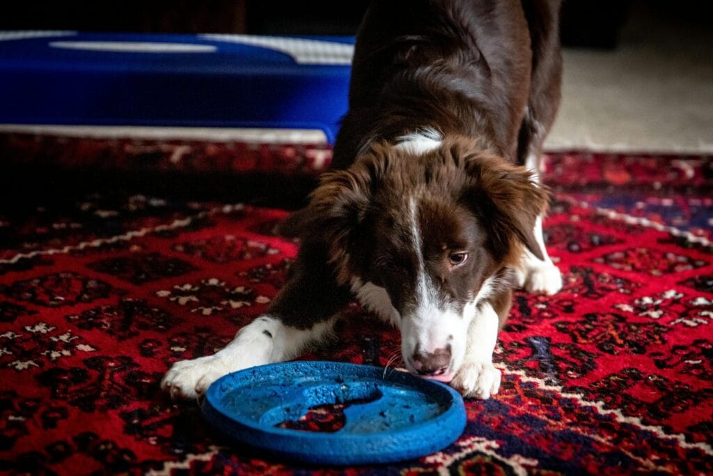 Adorable Border Collie puppy playing indoors with a blue frisbee on a patterned rug.
