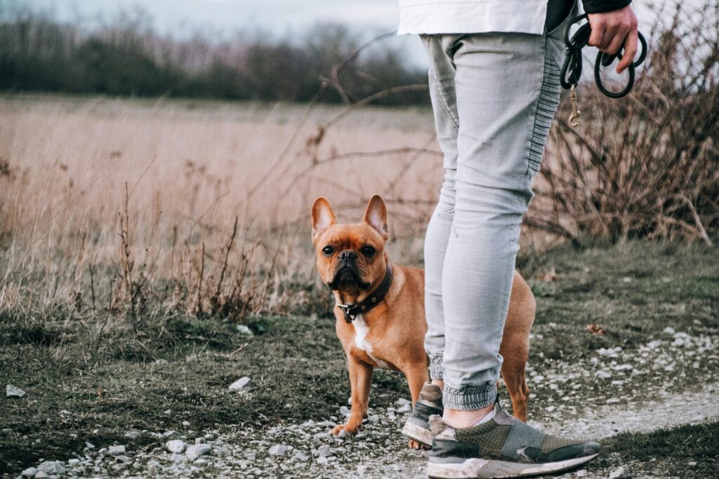 A French Bulldog stands next to its owner on an unpaved pathway in a field.