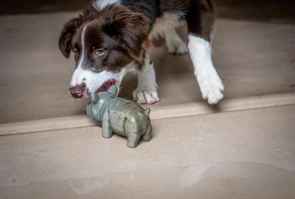 Cute Border Collie puppy playing with a figurine toy indoors. Adorable pet moment captured.