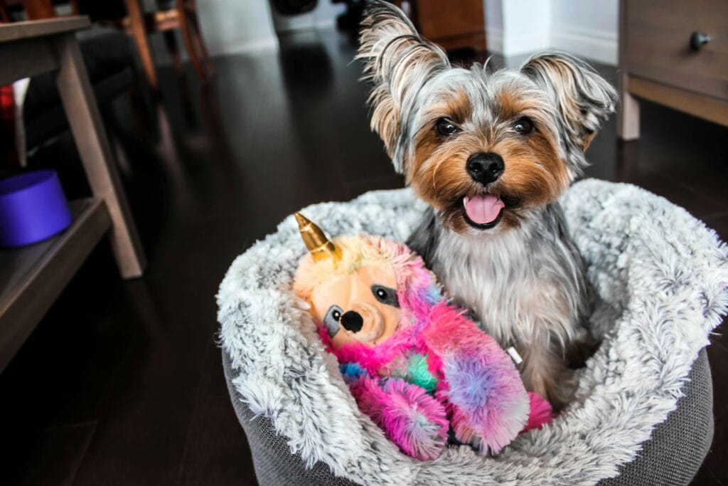 Cute Yorkshire Terrier puppy sitting in a plush bed with a colorful unicorn toy.