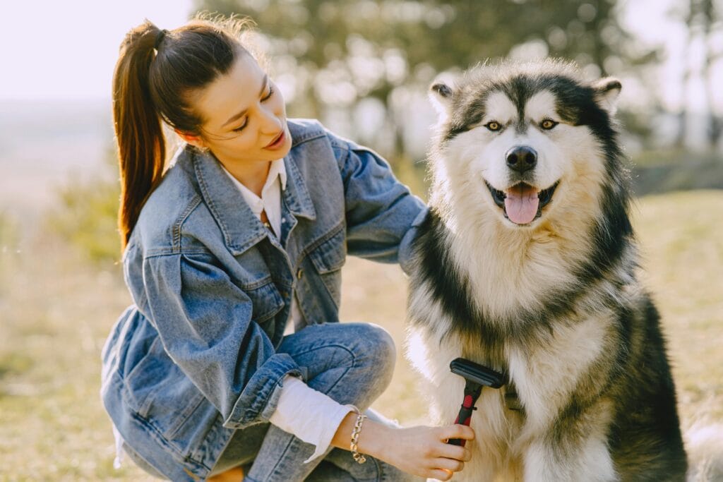 Woman brushing a happy Siberian husky outdoors on a sunny day, showcasing pet care and bonding.