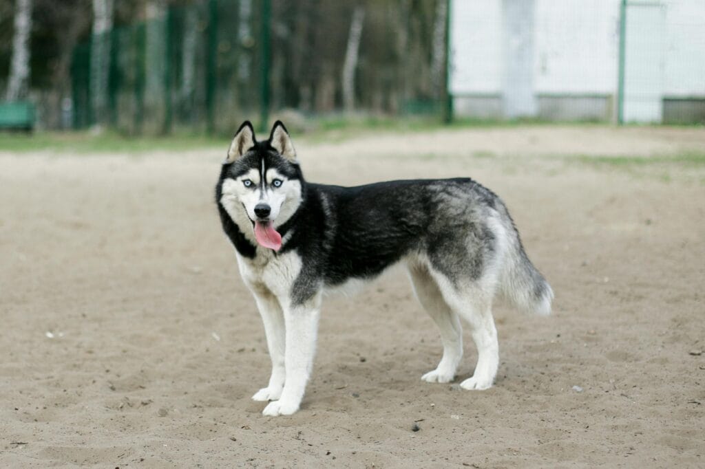 A Siberian Husky with blue eyes stands on sandy ground, outdoors, in a park.
