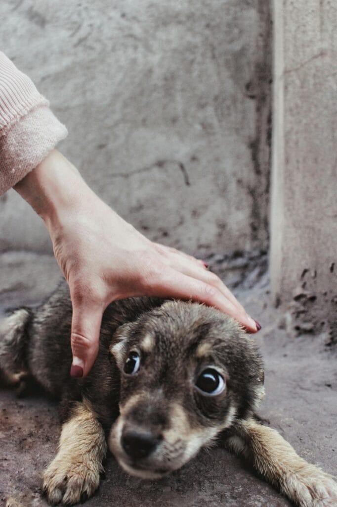 Anxious puppy being comforted by a human hand on a concrete surface.