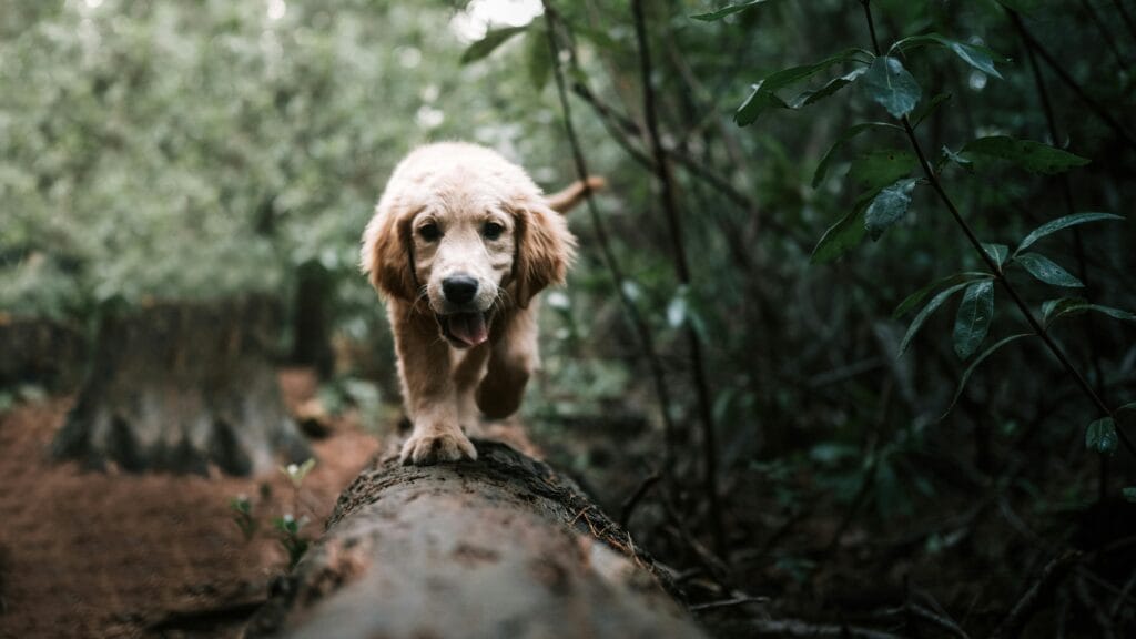 Cute Labrador puppy walking on a log in a lush forest setting.