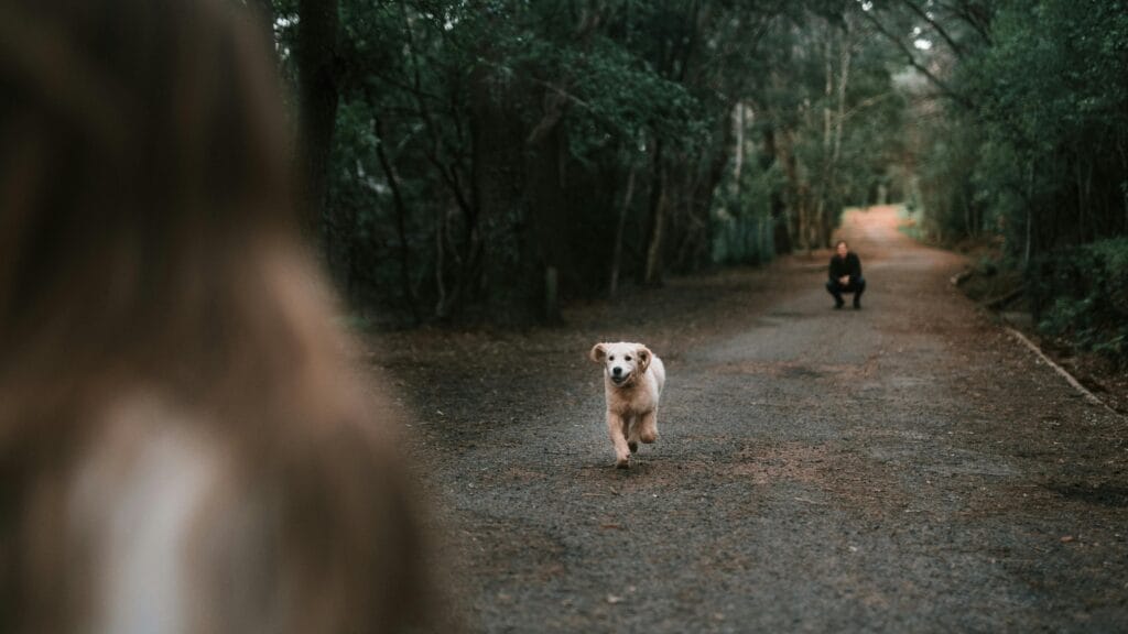 Energetic golden retriever puppy joyfully running on a forest path towards owner.