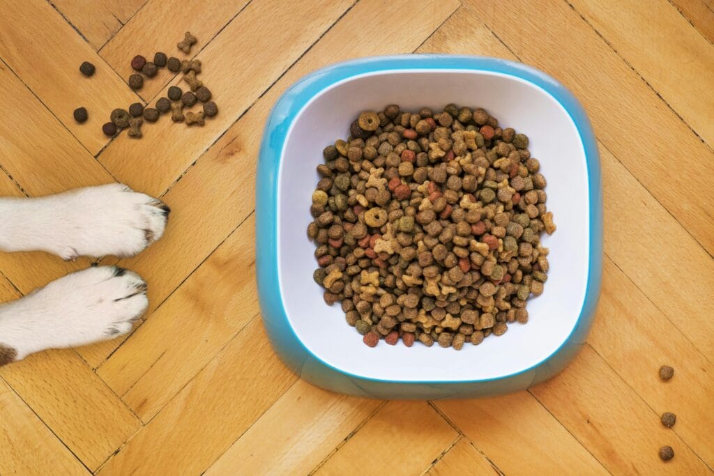 What Do Dogs Really Need in Their Diet?, A dog's paws beside a kibble-filled bowl on a wooden floor, shot from above.