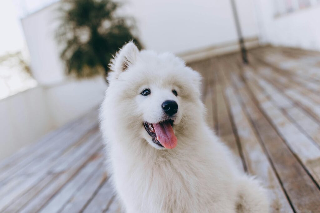 15 Signs Your Dog Is Truly Happy, Cute Samoyed dog with fluffy white fur sitting on a wooden floor, tongue out and looking away.