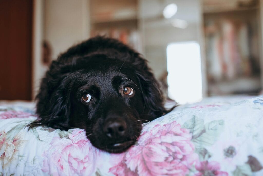 Cute black dog lying on a floral bedspread indoors with a peaceful expression.