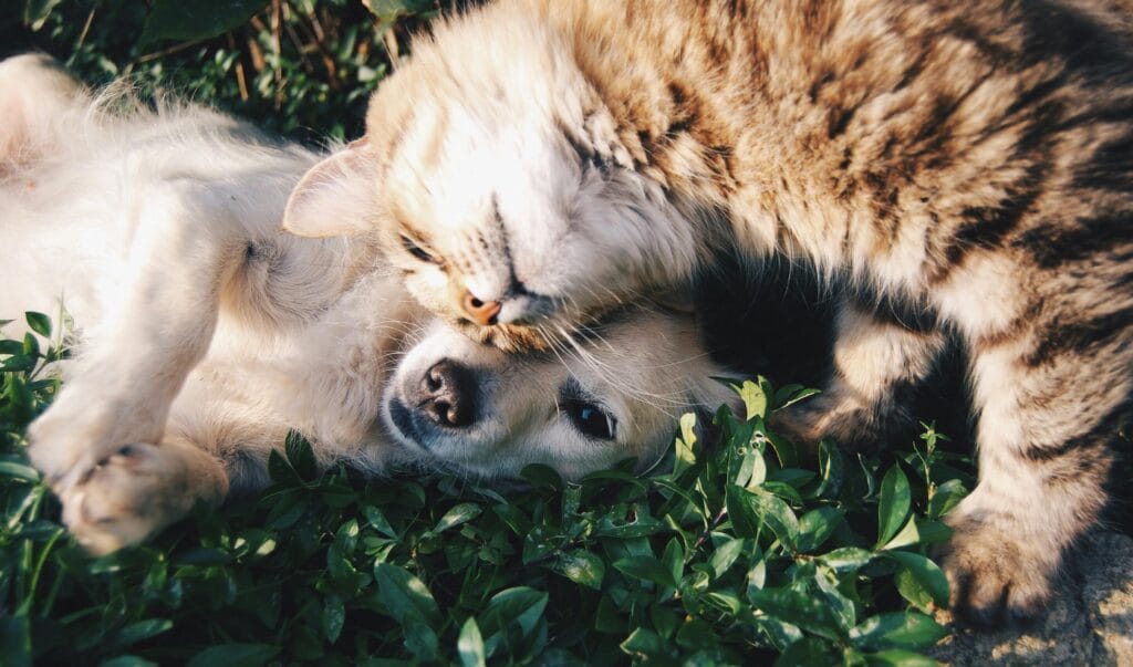A heartwarming moment of a cat cuddling a dog on green grass outdoors.