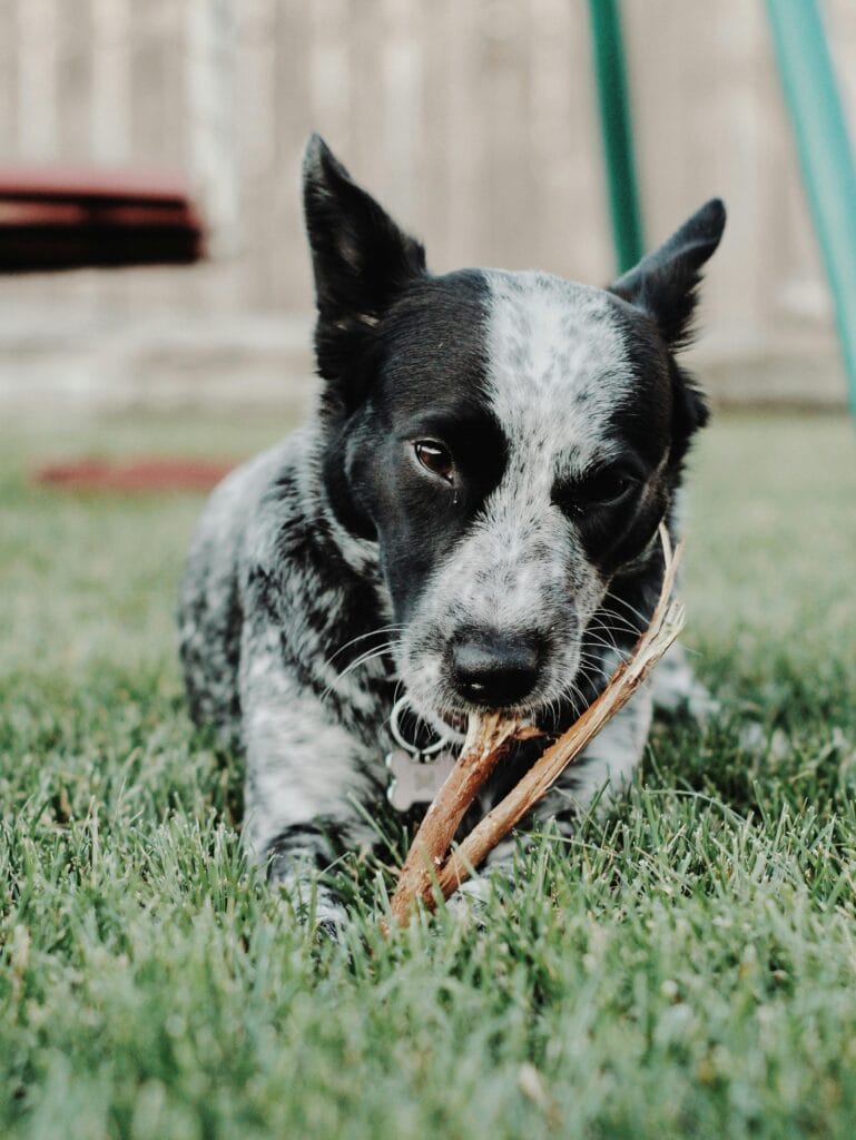 Adorable black and white dog enjoys chewing a stick while resting on green grass outdoors.