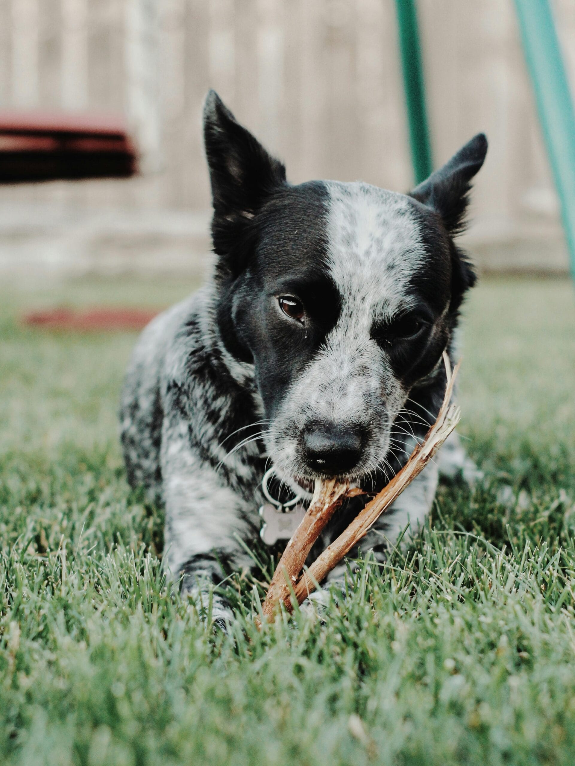 Adorable black and white dog enjoys chewing a stick while resting on green grass outdoors.