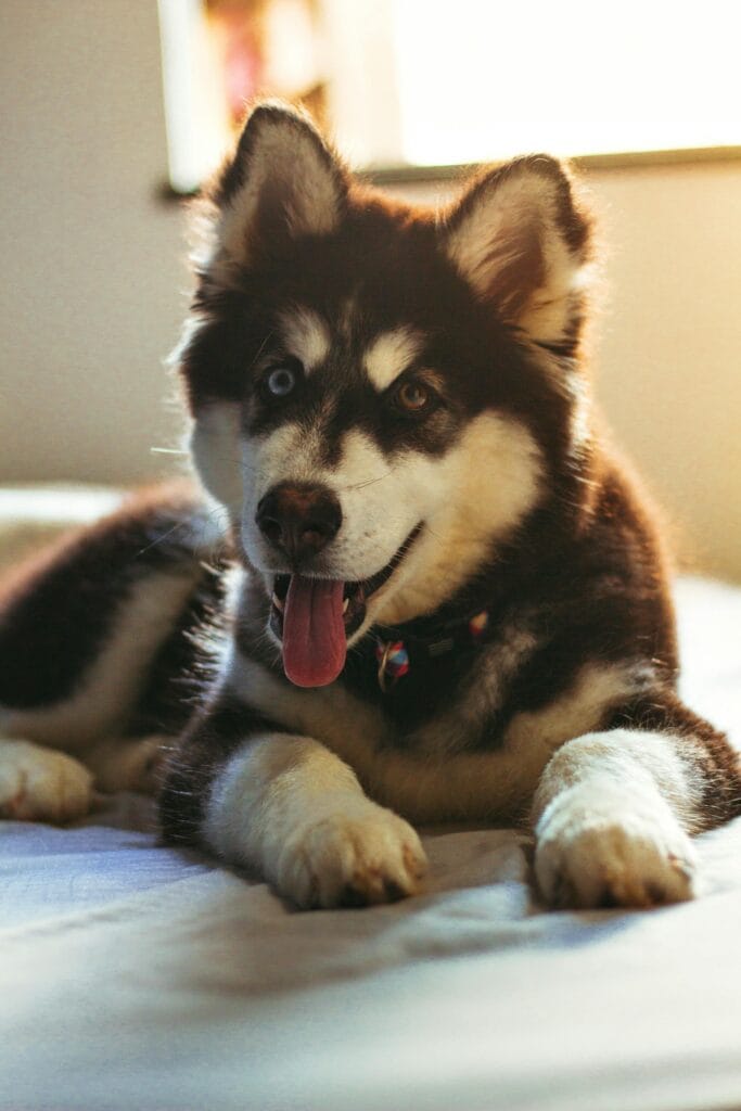 Charming Siberian Husky relaxing indoors with its tongue out, showcasing its fluffy fur and unique eyes.