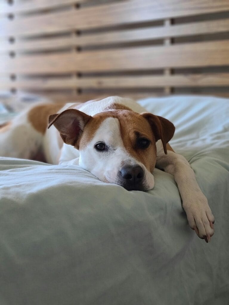 A cute dog lounging on a bed with a wooden slatted headboard, indoors.