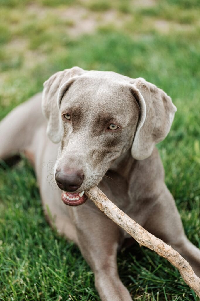 A Weimaraner dog enjoying chewing a stick while relaxing on fresh green grass.