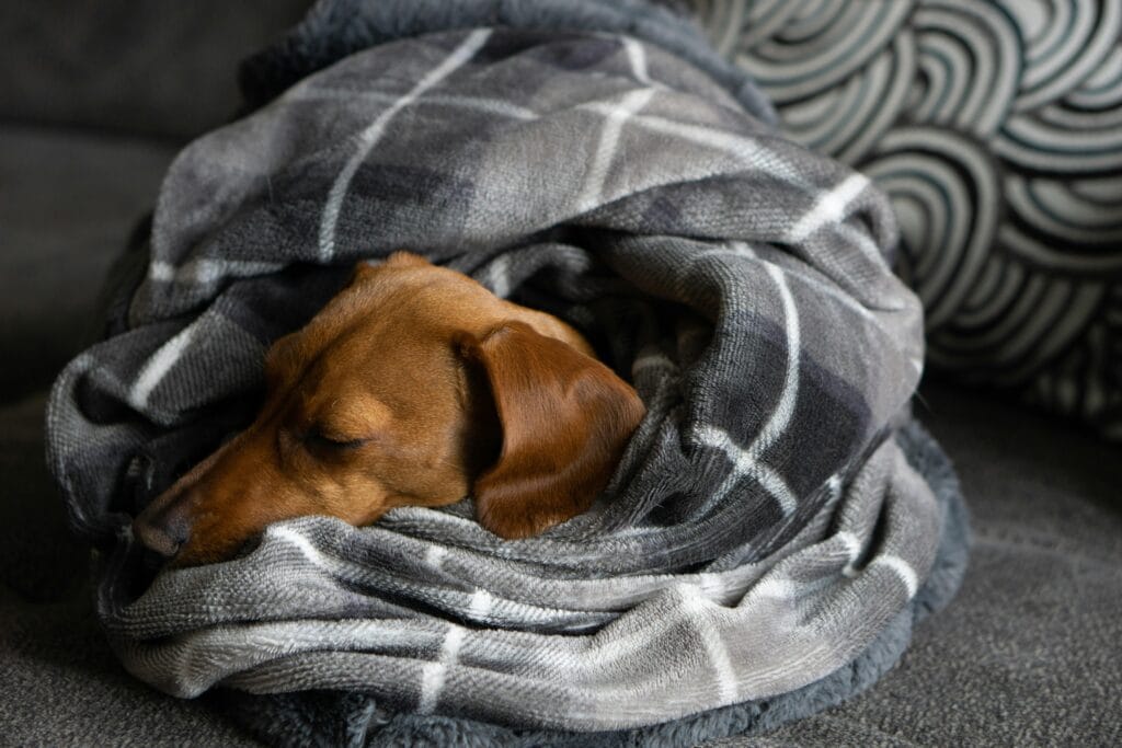 An adorable dachshund puppy wrapped snugly in a warm, plaid blanket, sleeping indoors.
