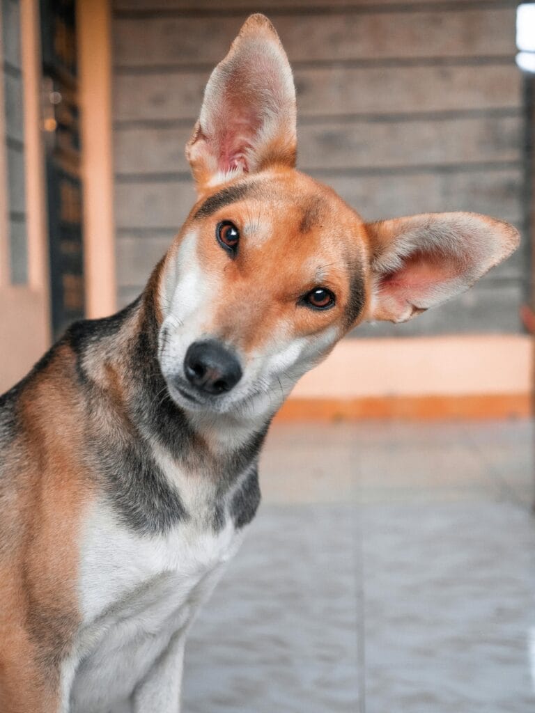 A playful domestic dog poses with a curious head tilt in an indoor setting.