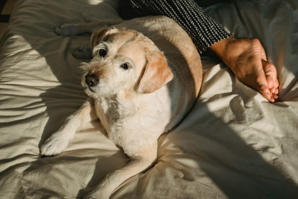 A serene scene of a dog resting on a bed beside a person, capturing a peaceful morning vibe.
