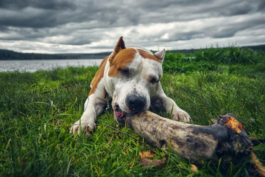 American Staffordshire Terrier enjoying a large bone outdoors on a cloudy day.