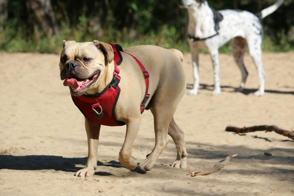 A joyful bulldog wearing a red harness, walking outdoors on a sunny day with another dog in the background.