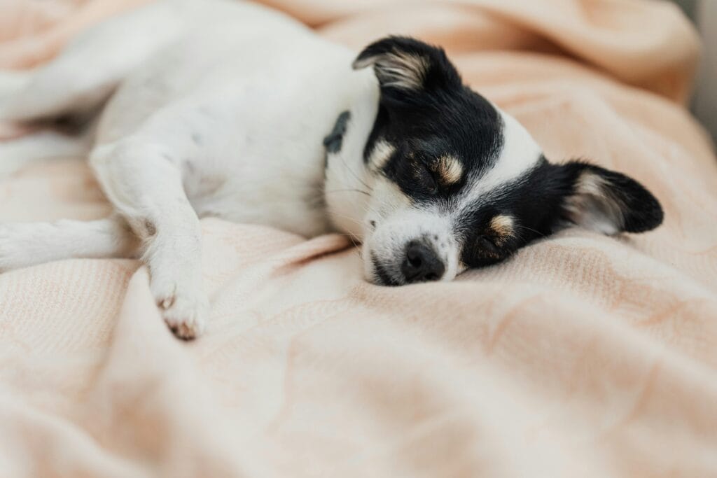 A calm small dog sleeping soundly on a soft bed, showcasing relaxation.
