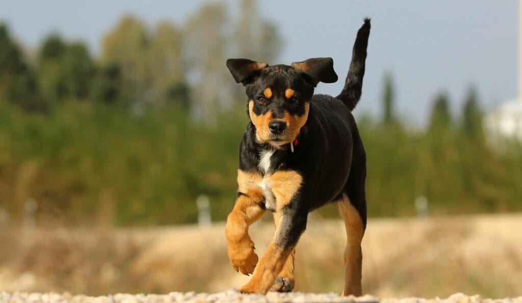 Black and tan puppy running on a sunny day, showcasing energy and playfulness in the outdoors.