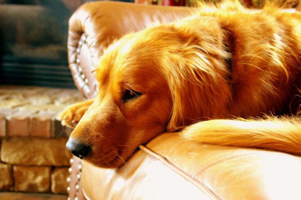 A golden retriever lies comfortably on a leather sofa indoors, showcasing its soft fur.