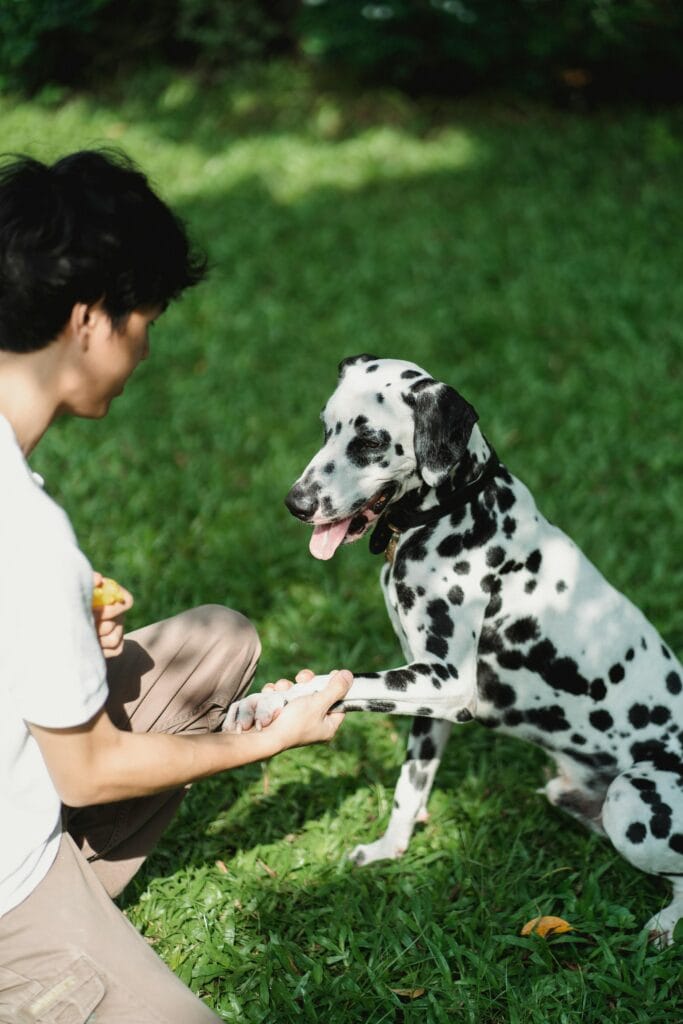 A man training a Dalmatian in a sunny park. Perfect for pet care and obedience themes.