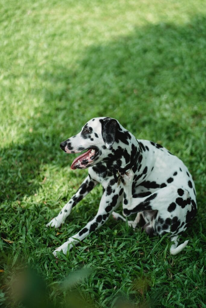 Dalmatian dog with black spots sitting on green grass and scratching in a bright sunny park.