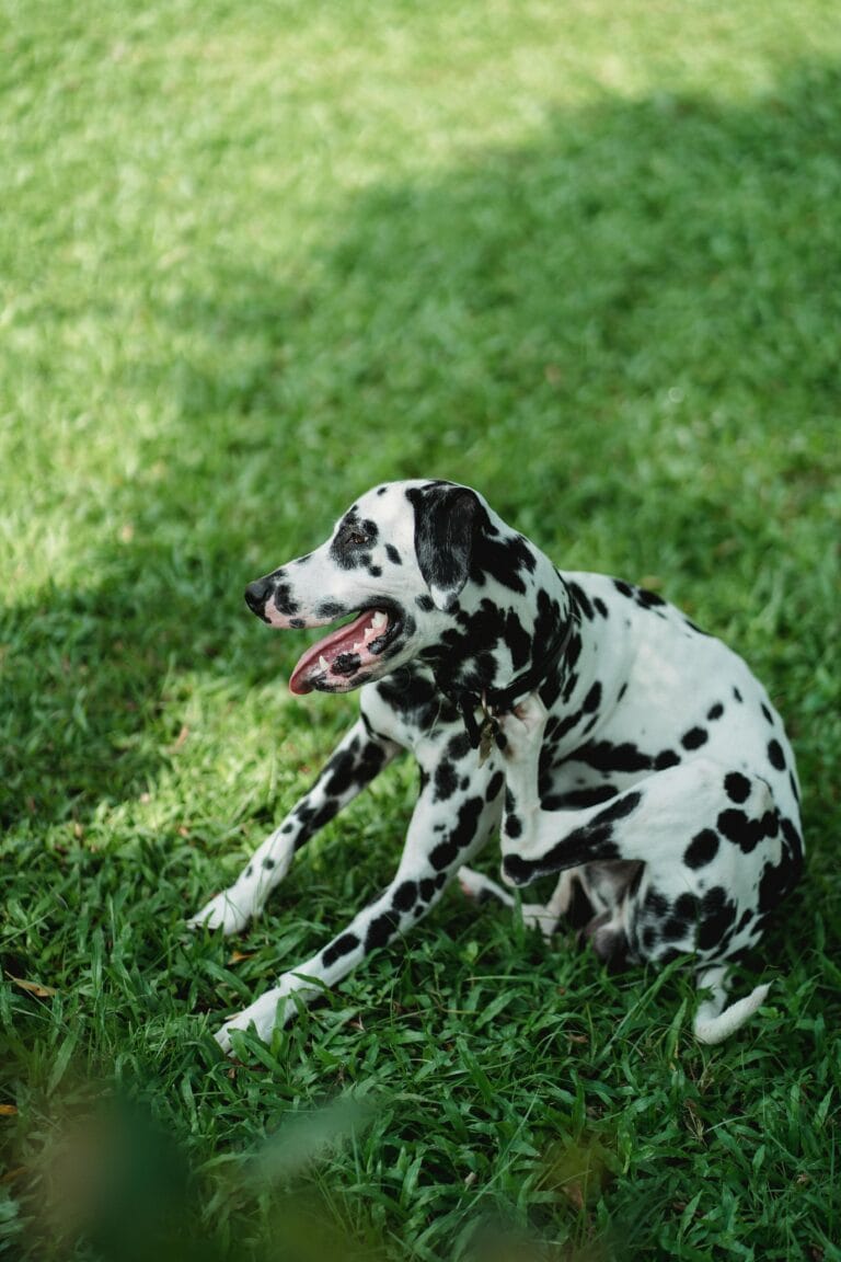How to Help a Dog With Allergies, Dalmatian dog with black spots sitting on green grass and scratching in a bright sunny park.