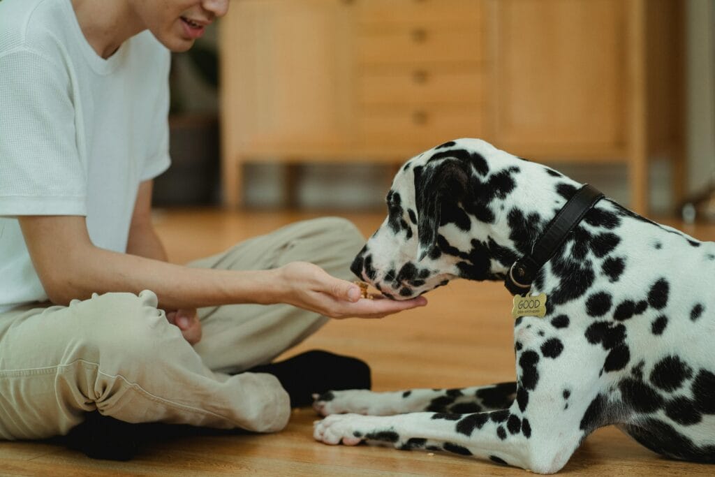 A Dalmatian dog being hand-fed treats by a person indoors.