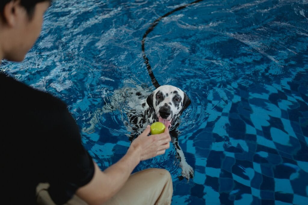Dalmatian dog eagerly swims towards owner holding a ball in an indoor pool.
