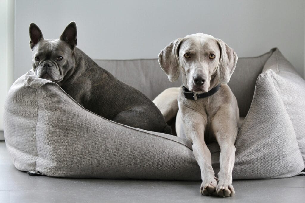 A Weimaraner and French Bulldog lounging on a cozy pet bed at home.