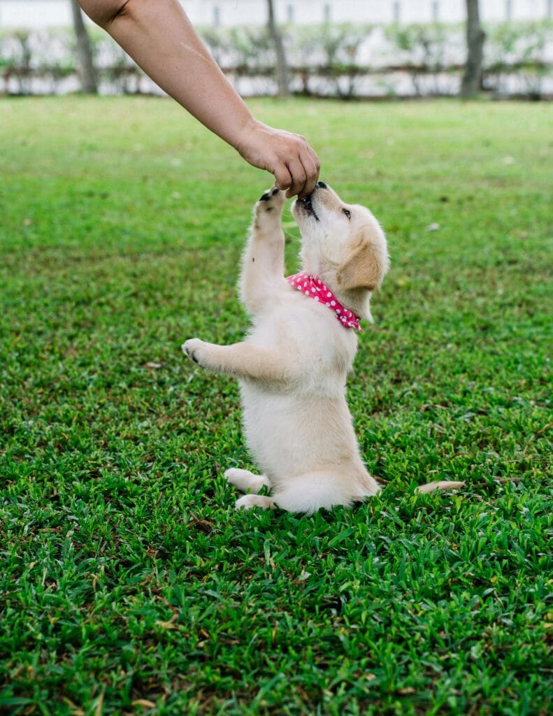 Adorable golden retriever puppy being fed outdoors, showcasing playful behavior.