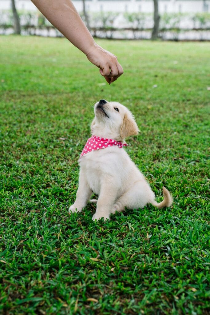 How to Train a Puppy to Sit, Adorable golden retriever puppy wearing a pink bandana sitting on grass, reaching for a treat from a human hand.
