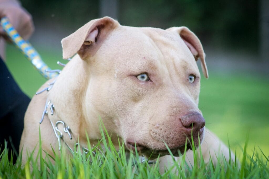 Close-up portrait of a tan pitbull dog on a leash in a grassy outdoor setting.