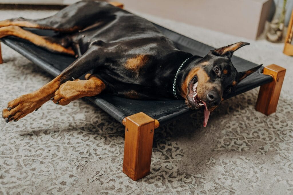 A happy Doberman lounging comfortably on a stylish indoor dog bed.