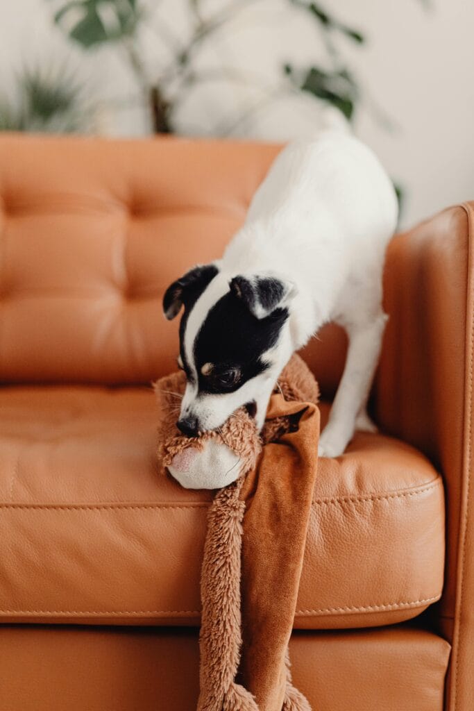 Cute dog playing with a plush toy on a leather sofa indoors.