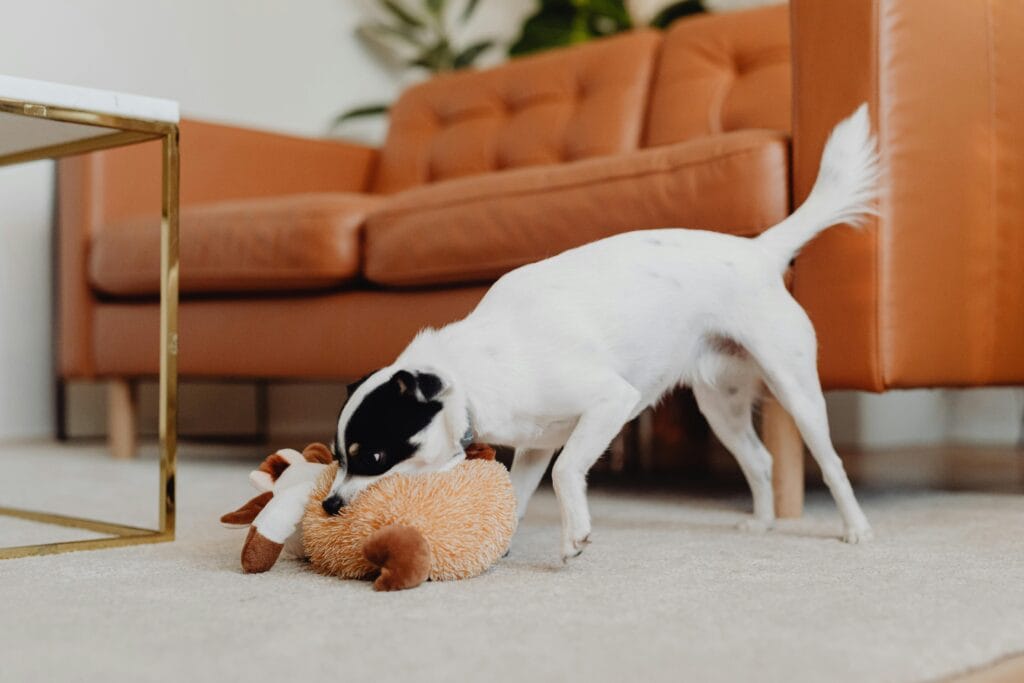 A small dog plays with a plush toy on a carpeted floor in a cozy living room setting.