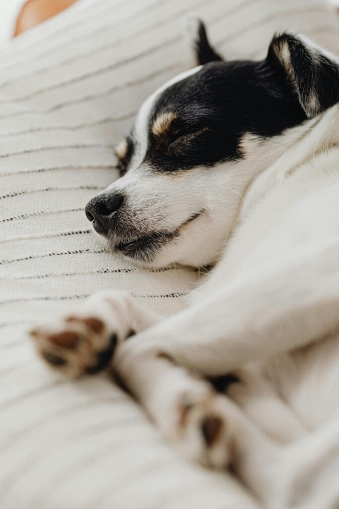 A cute black and white puppy peacefully sleeping on a soft, striped blanket.