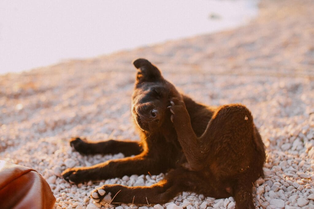 A peaceful black dog scratching on a sunlit pebble beach during sunset.