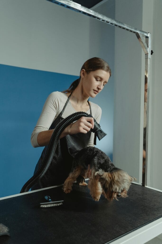 How to Stop Dog Shedding, A professional groomer blow-drying a Yorkshire Terrier on a grooming table indoors.