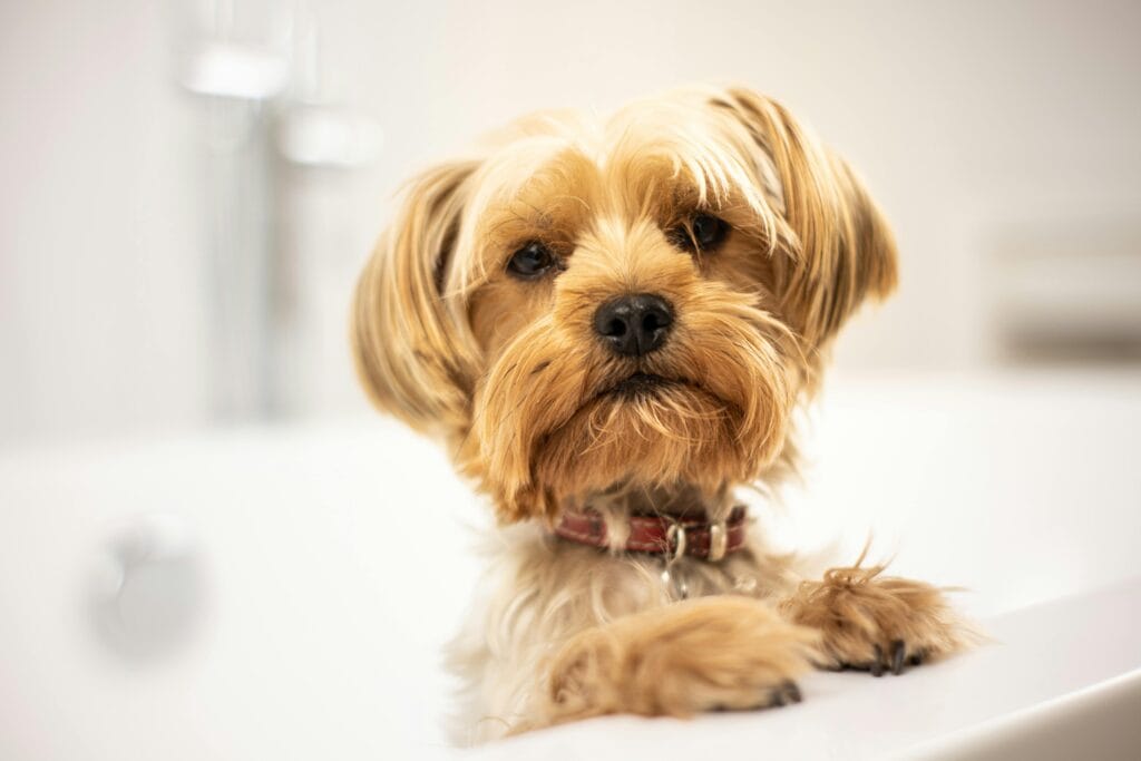 A cute Yorkshire Terrier puppy standing in a bathtub, looking curious and fluffy.