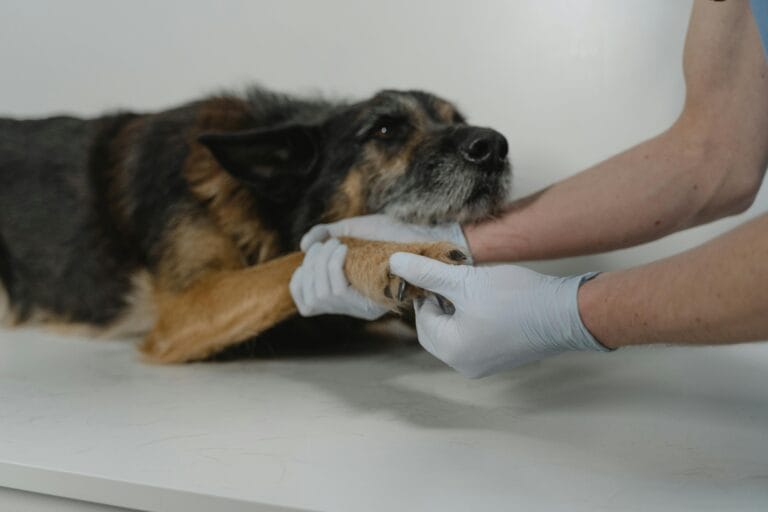 How to Treat Minor Dog Cuts at Home, A veterinarian gently holds a dog's paw during a medical check-up, showcasing care and trust.