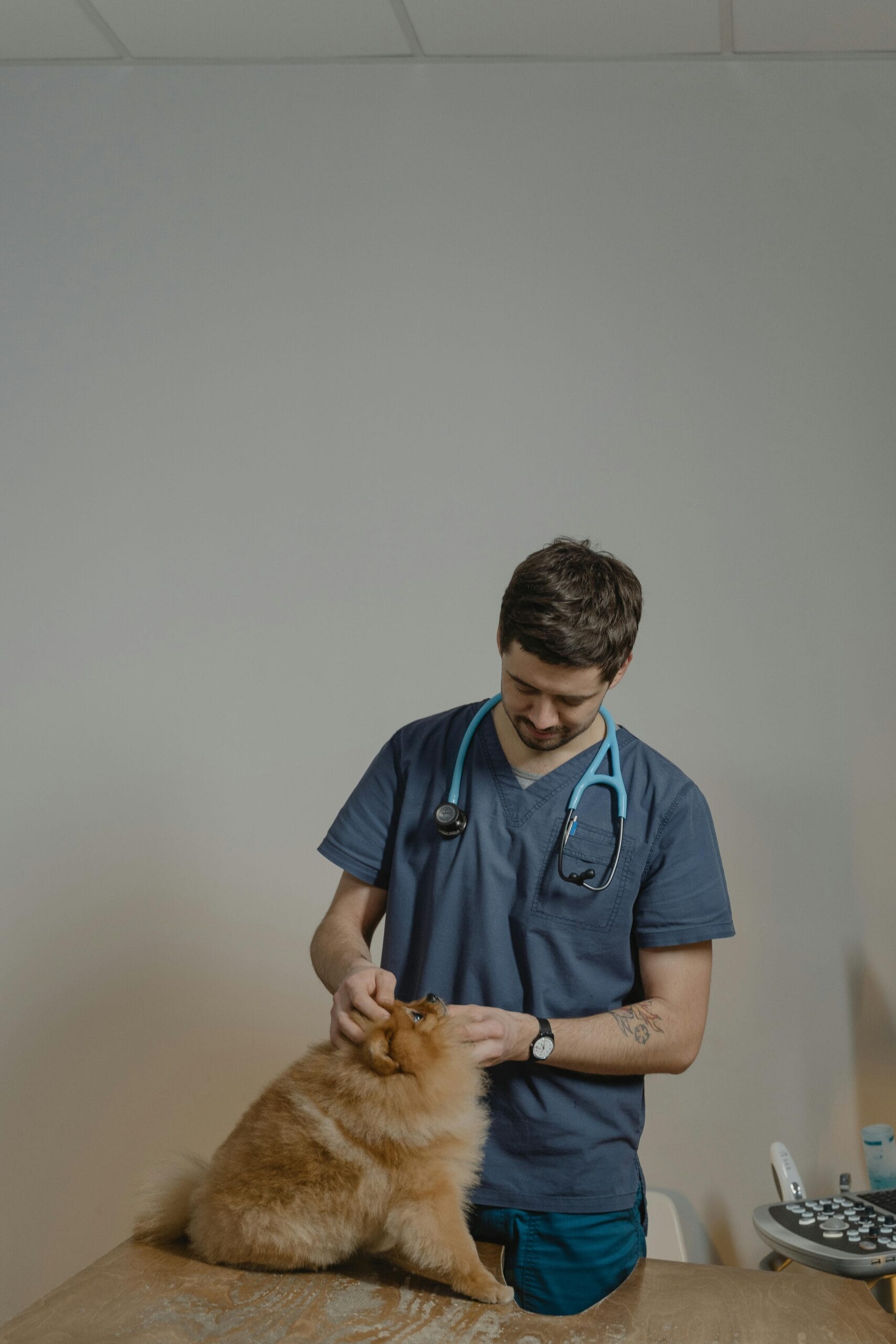 How to Tell if Your Dog Is Sick, A veterinarian in blue scrubs conducts a check-up on a furry Pomeranian dog in a clinic.