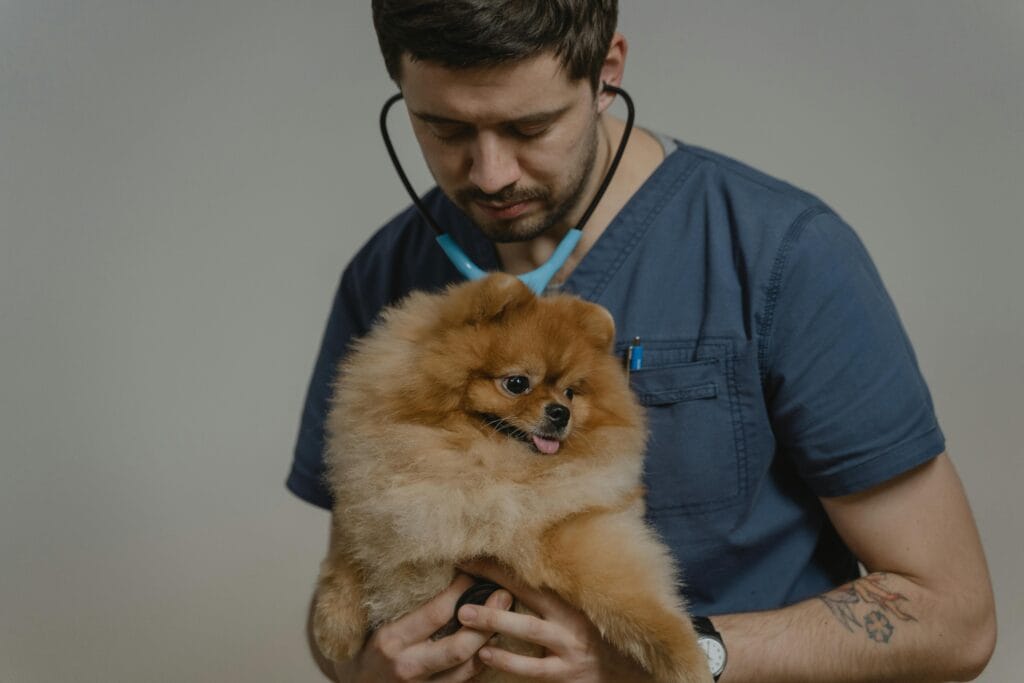 20 Things Every Dog Owner Should Know, Veterinarian examines a fluffy Pomeranian dog during a routine checkup indoors.