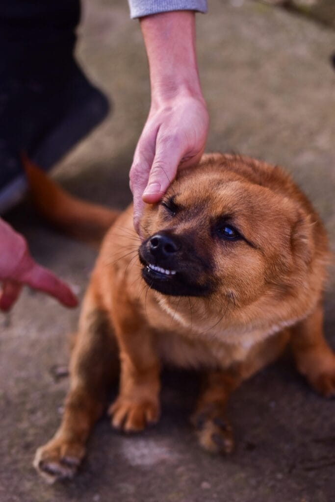 A small brown dog growling while touched by a human hand on the street.