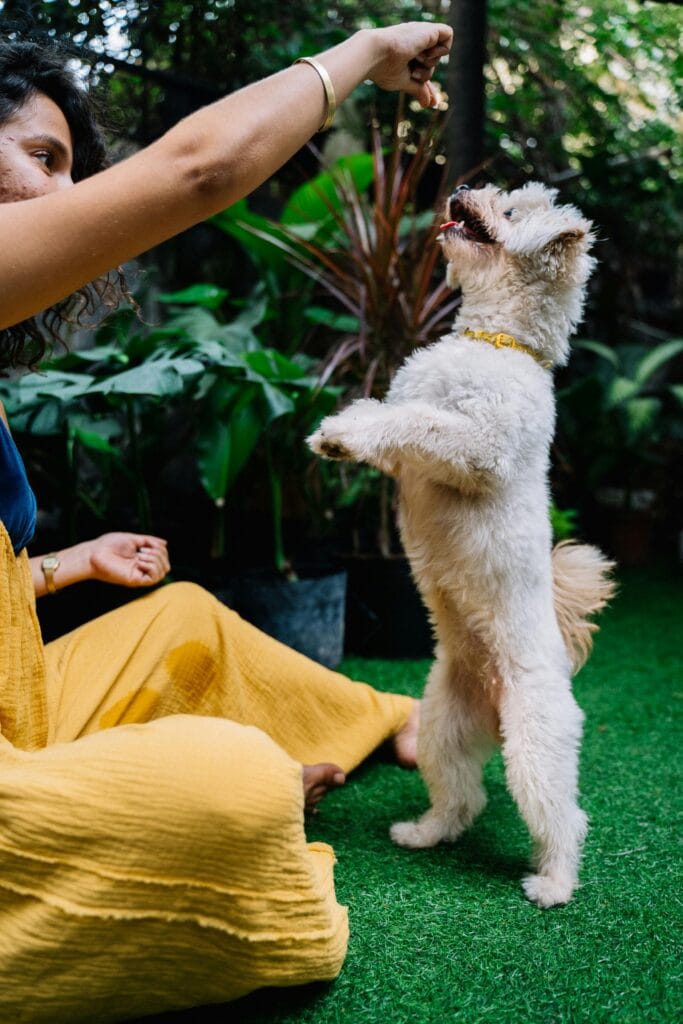 A woman in a yellow dress teaches her white dog to stand on hind legs using treats in a garden.