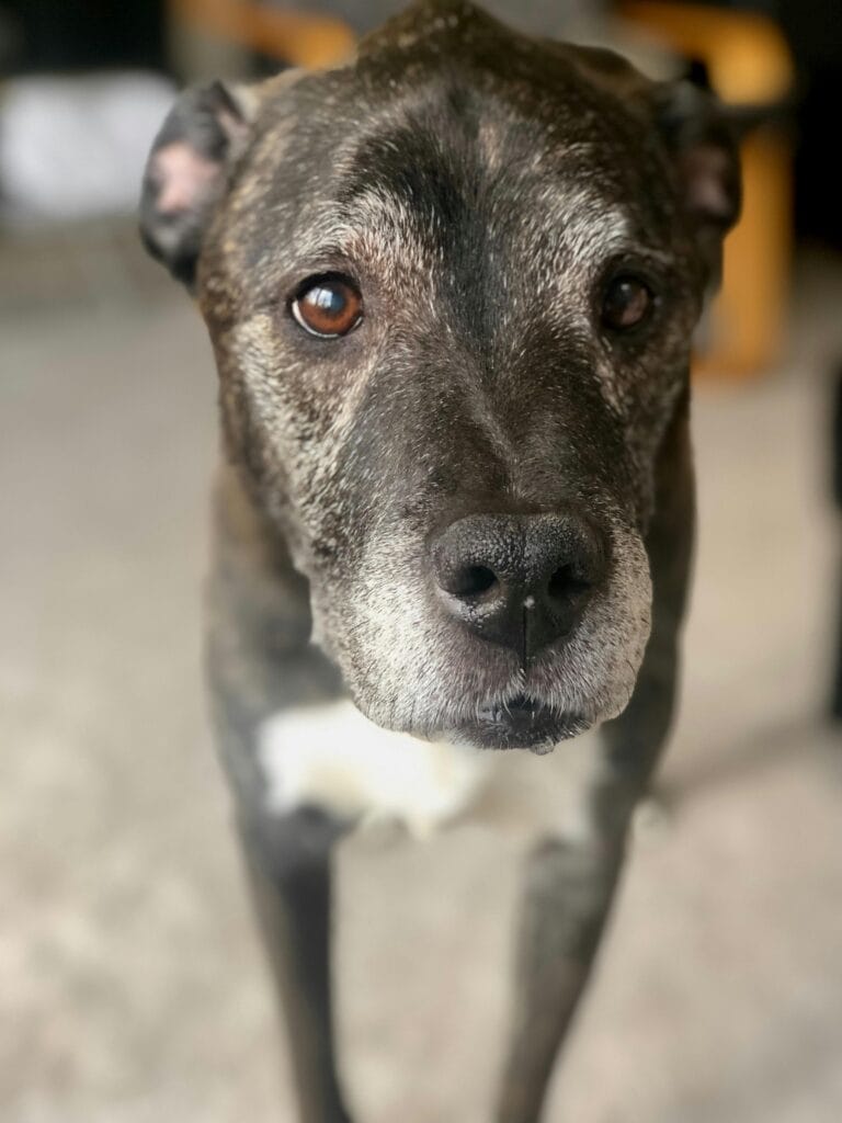 Close-up portrait of a senior dog with gentle eyes, showcasing its cute expression.